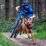 Trail Dogs