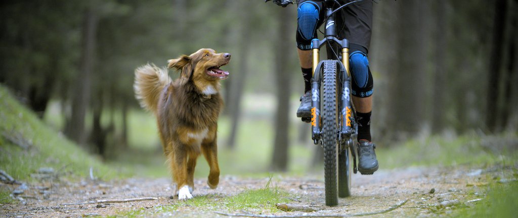 Video: Balu in “Paws & Wheels”