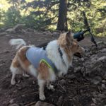 SGODA Dog Cooling Vest | Review